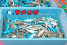 サメつり大会
